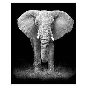 Animal Wall Art Canvas Paintings