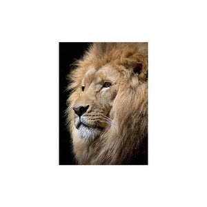 Wild Lion Wall Art